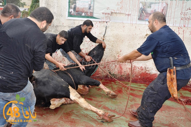 ada7y mashrot3 (10).JPG